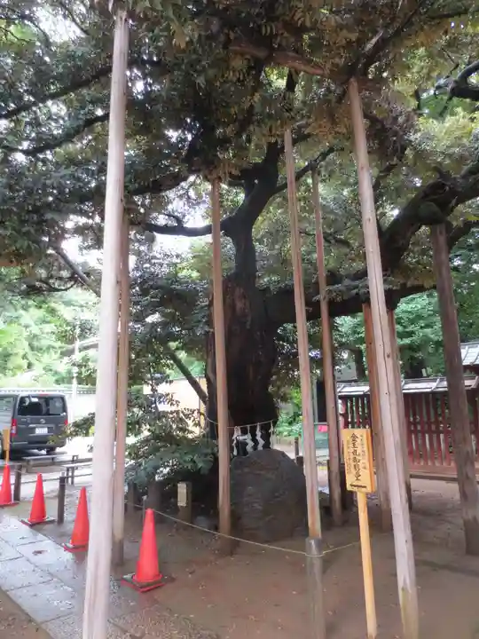 金王八幡宮の自然