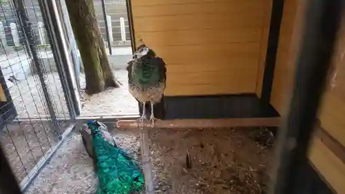 田中神社の動物