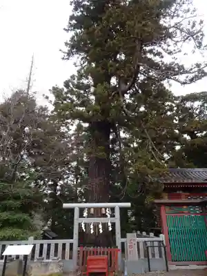 大杉神社(茨城県)