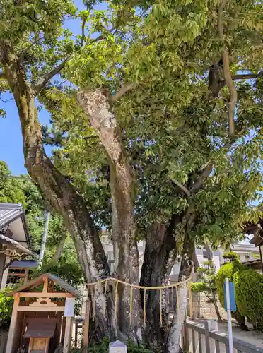 素盞嗚尊神社（江坂神社）(大阪府)