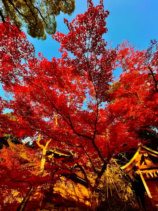 宝満宮竈門神社の自然