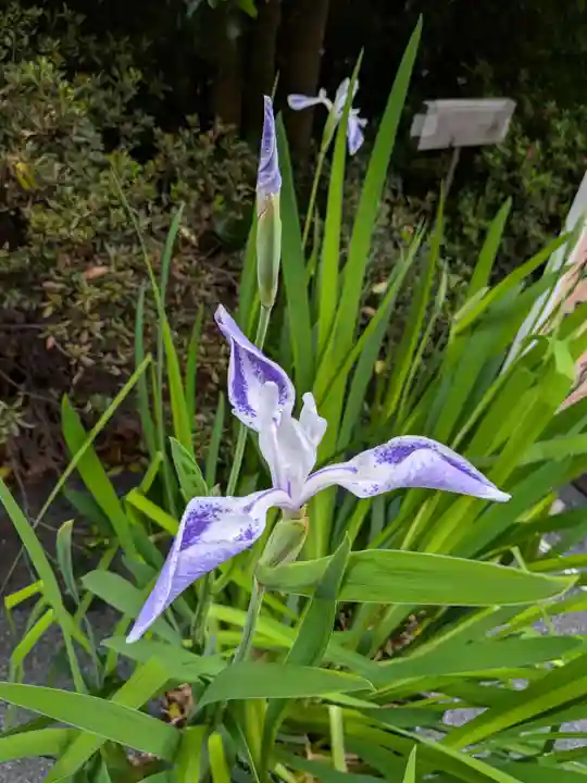 阿佐ヶ谷神明宮(東京都)