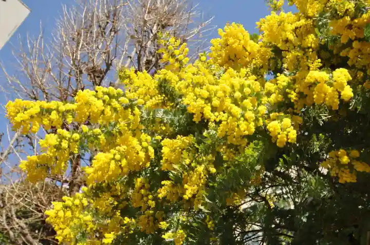 蔵前神社(東京都)