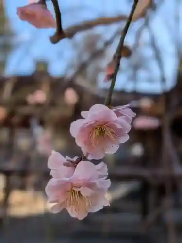妙法寺(東京都)