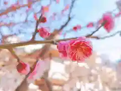 難波八阪神社の自然