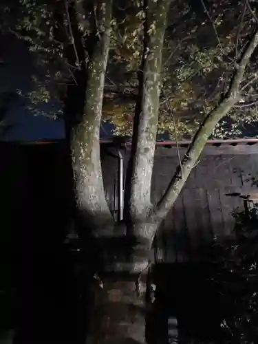 安井金比羅宮の自然