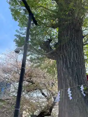 居木神社(東京都)