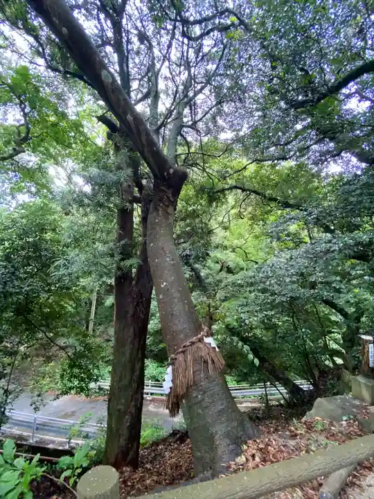 志賀海神社(福岡県)