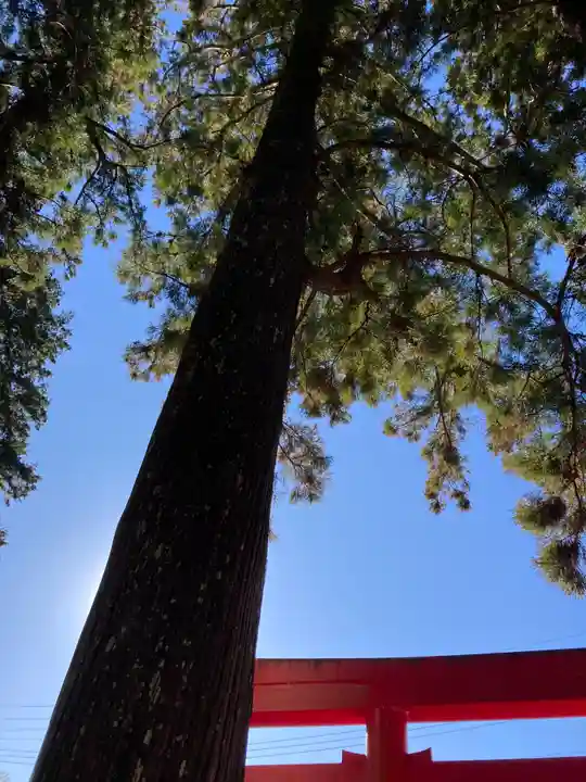 須山浅間神社(静岡県)