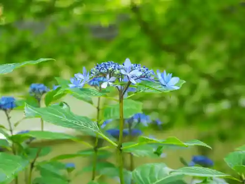 長壽寺（長寿寺）の自然