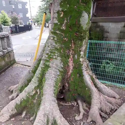 宿河原八幡宮の自然