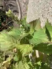 三輪神社の自然