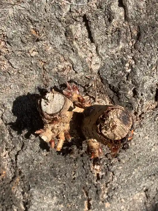 三輪神社の自然