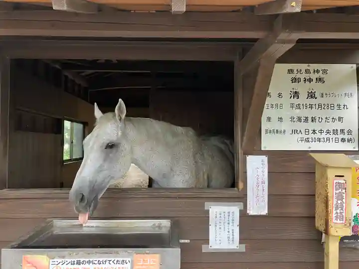 鹿児島神宮(鹿児島県)