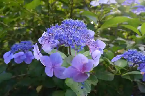 楽法寺（雨引観音）の自然