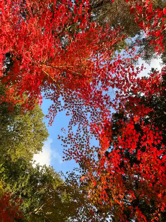 若宮八幡神社の自然