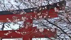 平野神社の鳥居