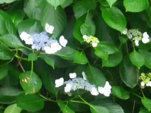 蛇苦止明神（蛇苦止堂）の自然