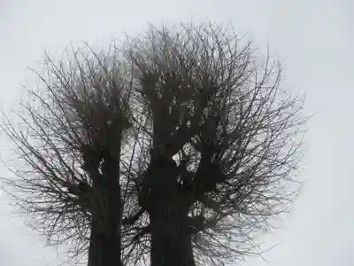 川越八幡宮(埼玉県)