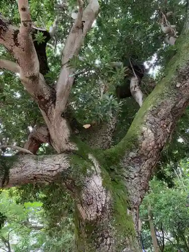 芦屋神社の自然