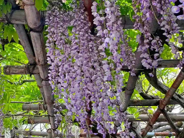 観音山慈眼院(高崎観音)の自然