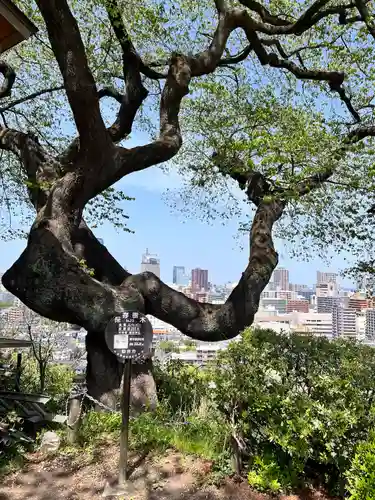 愛宕神社の自然
