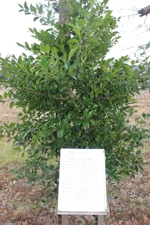 熊野神社の自然