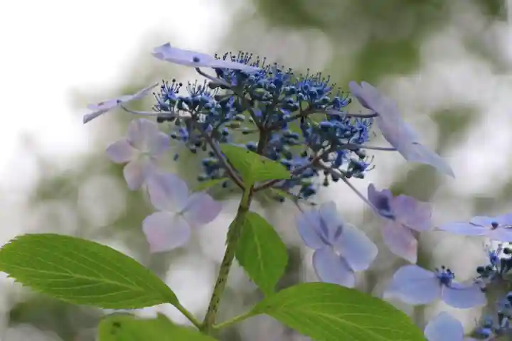 開成山大神宮の自然
