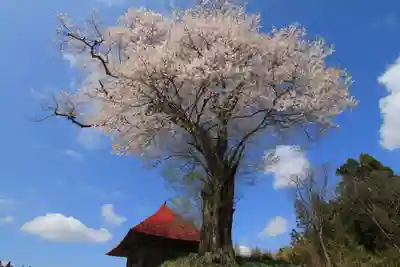 十一面観音堂の自然