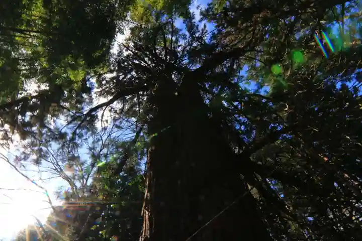 日枝神社の自然