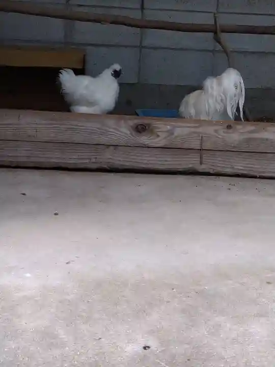 阿智神社の動物
