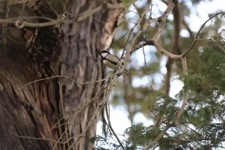 豊景神社の動物