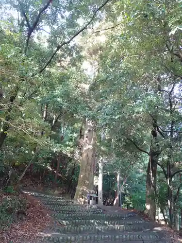 青山八幡宮の自然
