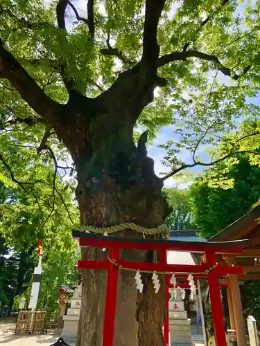 新田神社の自然