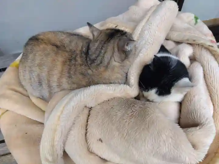 御誕生寺(猫寺)(福井県)