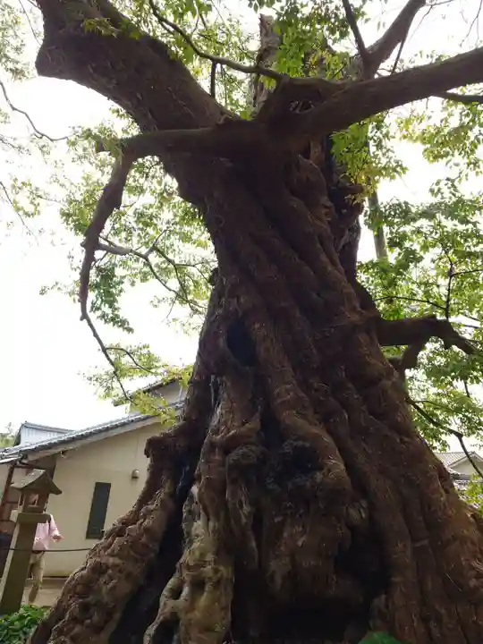 神魂伊能知奴志神社(島根県)