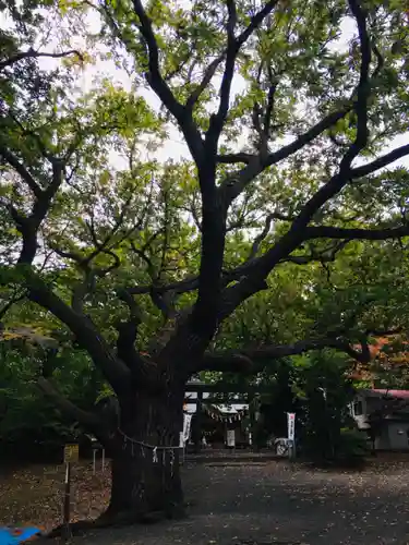 相馬神社の自然