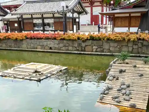 四天王寺の動物