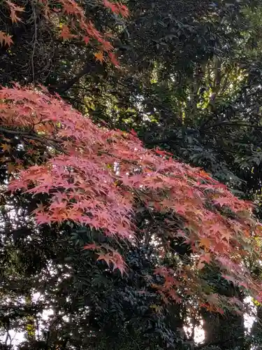 渋谷氷川神社(東京都)