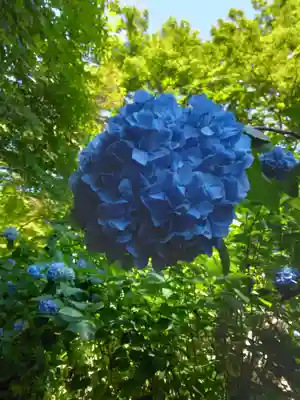 明月院(神奈川県)