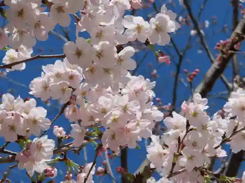 三輪神社の自然