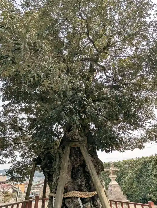 山王宮日吉神社の{uncategorized: "未分類", other: "その他", undefined: "問題あり", building: "その他建物", grave: "お墓", sacred_gate: "鳥居", guardian: "狛犬", statue: "像", buddha: "仏像", history: "歴史", nature: "自然", garden: "庭園", animal: "動物", pagoda: "塔", temizu: "手水舎", mountain_gate: "山門・神門", sanctuary: "本殿・本堂", subordinate: "末社・摂社", art: "芸術", scenery: "景色", jizo: "地蔵", ema: "絵馬", goshuin: "御朱印", omikuji: "おみくじ", items: "授与品その他", amulet: "お守り", goshuincho: "御朱印帳", eats: "食事", festival: "お祭り", votive_dance: "神楽", shichigosan: "七五三参", wedding: "結婚式", experience: "体験その他", initially: "初詣", around: "周辺", anti_infection: "感染症対策"}