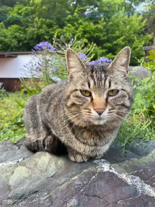 鳳仙寺の{uncategorized: "未分類", other: "その他", undefined: "問題あり", building: "その他建物", grave: "お墓", sacred_gate: "鳥居", guardian: "狛犬", statue: "像", buddha: "仏像", history: "歴史", nature: "自然", garden: "庭園", animal: "動物", pagoda: "塔", temizu: "手水舎", mountain_gate: "山門・神門", sanctuary: "本殿・本堂", subordinate: "末社・摂社", art: "芸術", scenery: "景色", jizo: "地蔵", ema: "絵馬", goshuin: "御朱印", omikuji: "おみくじ", items: "授与品その他", amulet: "お守り", goshuincho: "御朱印帳", eats: "食事", festival: "お祭り", votive_dance: "神楽", shichigosan: "七五三参", wedding: "結婚式", experience: "体験その他", initially: "初詣", around: "周辺", anti_infection: "感染症対策"}
