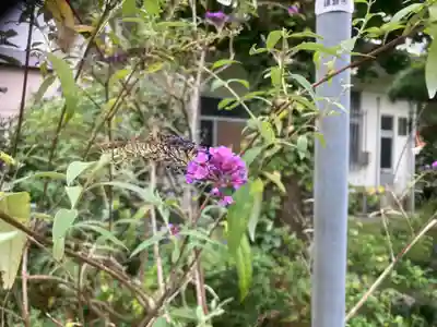大巧寺(神奈川県)