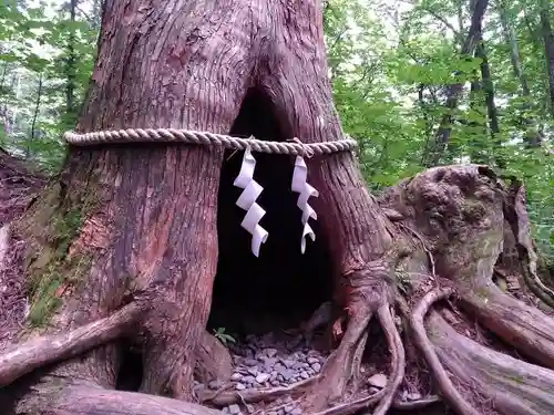 戸隠神社奥社の自然