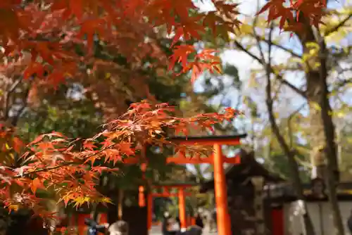 河合神社（鴨川合坐小社宅神社）の自然