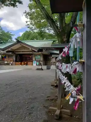 東郷神社のおみくじ