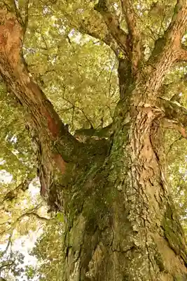 廣瀬神社(愛媛県)