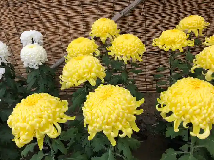 常陸國總社宮の自然