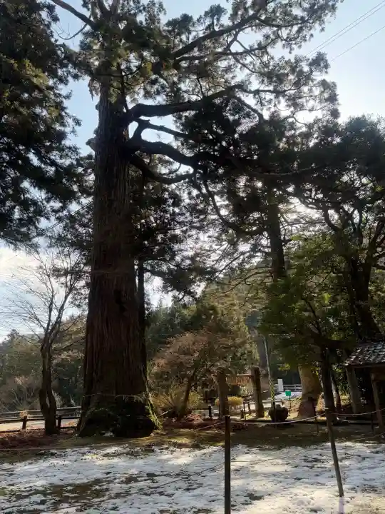 雷神社の{uncategorized: "未分類", other: "その他", undefined: "問題あり", building: "その他建物", grave: "お墓", sacred_gate: "鳥居", guardian: "狛犬", statue: "像", buddha: "仏像", history: "歴史", nature: "自然", garden: "庭園", animal: "動物", pagoda: "塔", temizu: "手水舎", mountain_gate: "山門・神門", sanctuary: "本殿・本堂", subordinate: "末社・摂社", art: "芸術", scenery: "景色", jizo: "地蔵", ema: "絵馬", goshuin: "御朱印", omikuji: "おみくじ", items: "授与品その他", amulet: "お守り", goshuincho: "御朱印帳", eats: "食事", festival: "お祭り", votive_dance: "神楽", shichigosan: "七五三参", wedding: "結婚式", experience: "体験その他", initially: "初詣", around: "周辺", anti_infection: "感染症対策"}